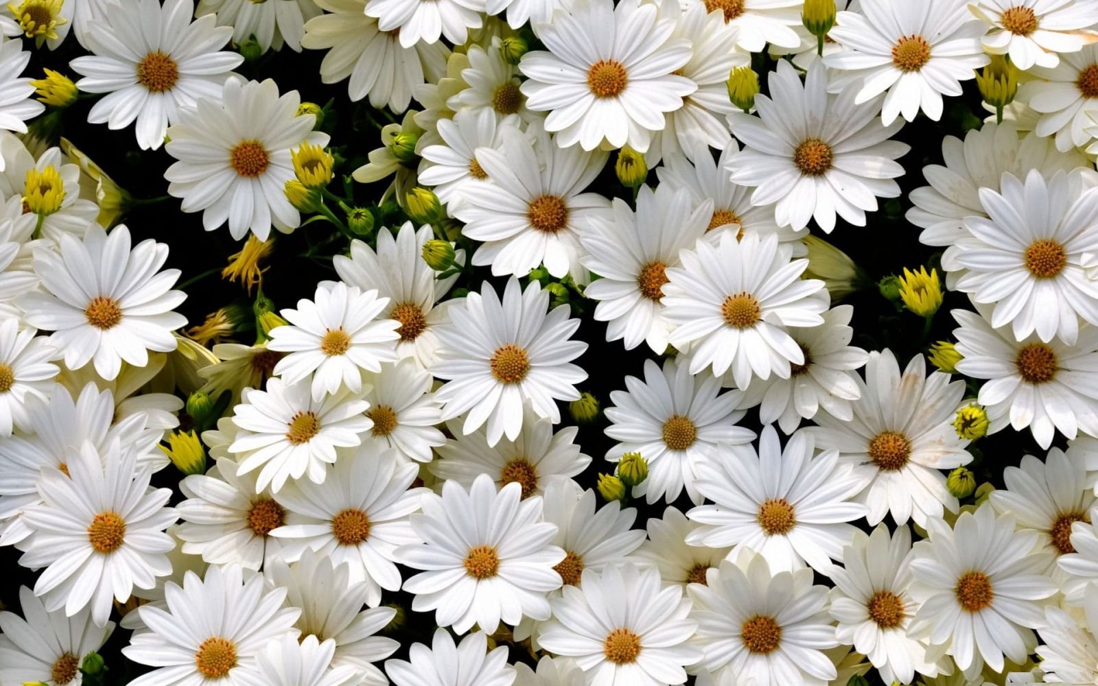 White Chrysanthemum With A Is Green Core, And Beautiful плакаты на стену •  плакаты фиолетовый, естественный, цвета