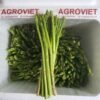 asparagus